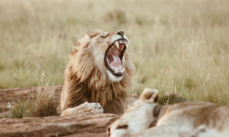 A male carnivorous lion yawns, displaying his sharp incisors and tongue in a grassland by a log and a sleeping female