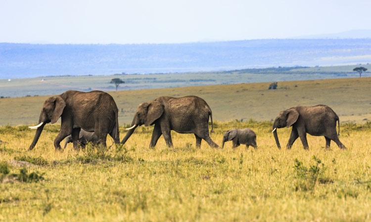 A family of 5 gray elephants, who are herbivores, walks in a grassland in Kenya with a few trees in the distance