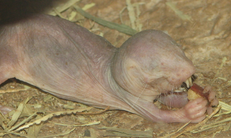 A naked mole rat with no eyes lies on straw while eating