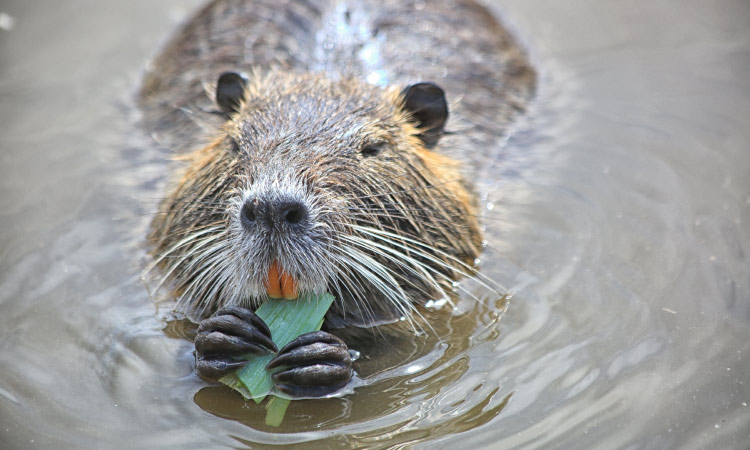 A beaverlike rodent called a nutria swims in the water eating greenery with its orange teeth